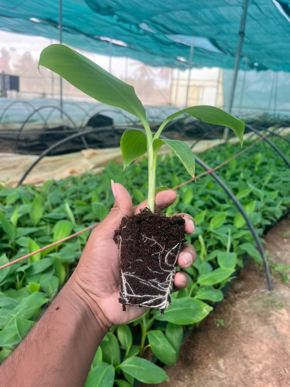 NCS TCP G-9 Tissue Culture Banana Plants Laboratory Saplings